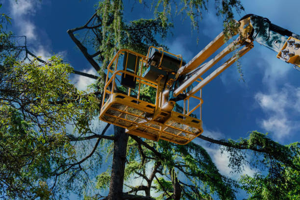 Whittier, CA Tree Removal and Landscaping Services Company